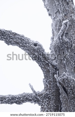 frozen tree trunk isolated background with text space between branches