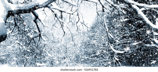 Frozen tree in winter.