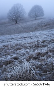 Frozen trees