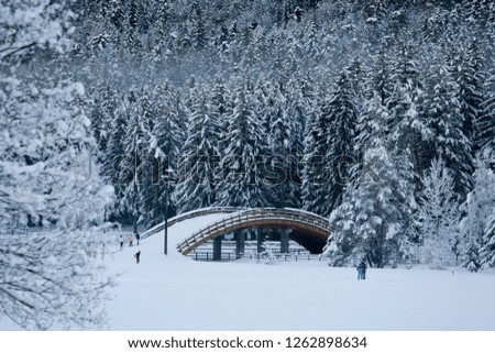 Similar – Seasonal canopy Nature Sky