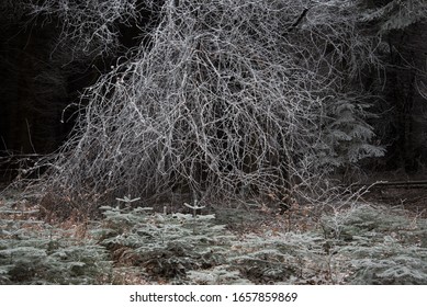 frozen trees in the forest