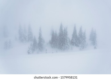 Frozen trees in the mist - Shutterstock ID 1579958131
