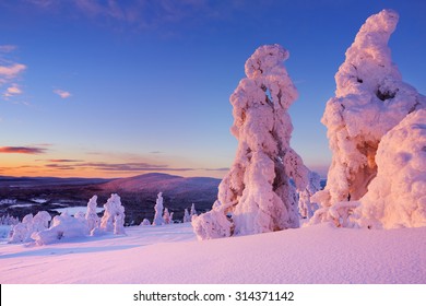 Frozen trees on top of the Levi Fell in Finnish Lapland. Photographed at sunset.