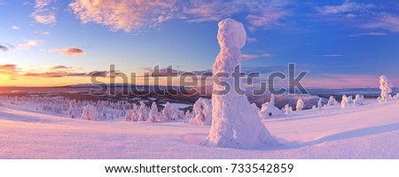 Frozen trees on top of the Levi Fell in Finnish Lapland