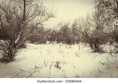 frozen trees in winter forest