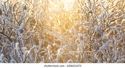 Frozen twigs, abstract winter pattern, selected focus on a foreground, close-up details on seasonal nature. - Powered by Shutterstock