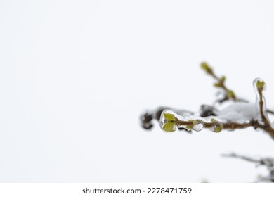 Frozen twigs with green leaves, all covered with ice. Bad weather conditions in spring for plants - Shutterstock ID 2278471759