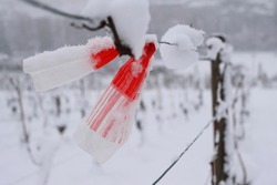 Frozen Vineyard On A Snowy Day In Winter. Vineyard Covered With Snow. Red Marking Ribbon Hanging On The Grape Trellis Wire. Germany, Bavaria, Franconia, Wuerzburg. Close-up. Selective Focus