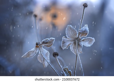Frozen white anemones covered with hoarfrost under falling snow on a cold winter day
