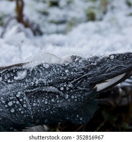 Frozen Wing / Frost On A Dead Magpie.