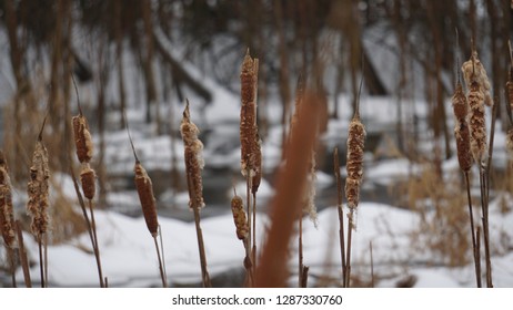 A frozen winter Cat tail - Shutterstock ID 1287330760