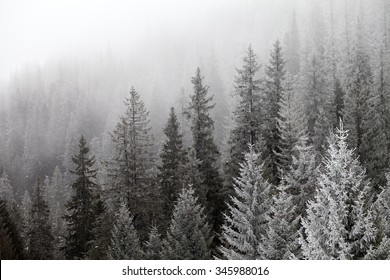 Frozen winter forest in the fog. Carpathian, Ukraine. - Shutterstock ID 345988016