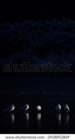 Frozen winter lake with tiny birds