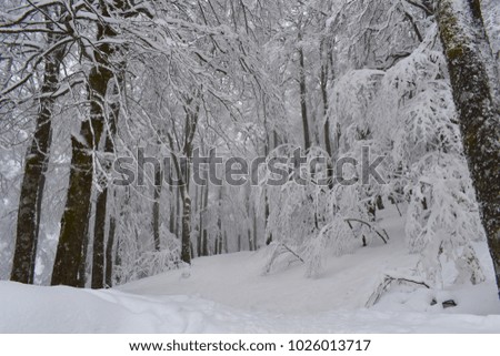 Similar – Image, Stock Photo Tracks in the snow Winter