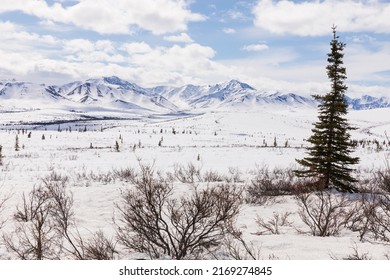 Frozen Winter Wilderness in Denali National Park - Powered by Shutterstock