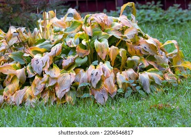 frozen withered plants in a garden, daylight shot, no people - Powered by Shutterstock