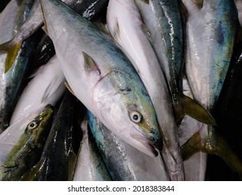 Frozen Yellowtail Fish In Hokkaido