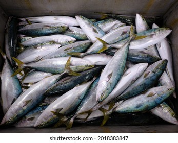 Frozen Yellowtail Fish In Hokkaido