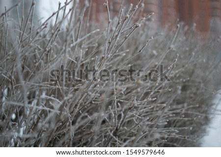 Frozes branches of bushes after freezing rain in Riga, Latvia
