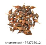 Fructus forsythiae, chinese herbal medicine isolated. Lian Qiao 