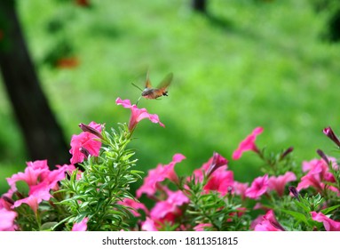 Fruczak Dove Polish Hummingbird Flies Over A Petunia Flowers