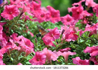 
Fruczak Polish Dove Hummingbird Flies Over A Petunia Flowers