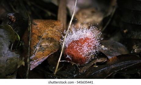 Fruit