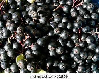 fruit background