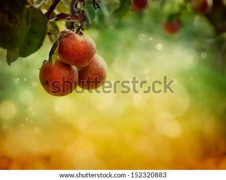 Fruit background. Apples in autumn bokeh background