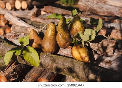 Fruit background. Still life with  Fresh organic pears on old wood. Pear autumn harvest. Retro vintage style. Top view. See series. Partial Bllurred background - Shutterstock ID 250828447