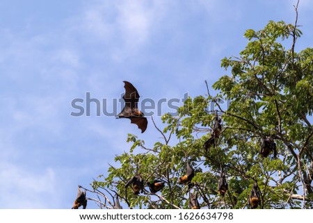 Fruit bat flying in forest. with the corona virus is a zoonotic disease, from animals to humans. is also thought to have originated in bats