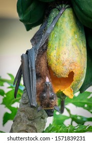 Fruit Bat (flying Fox) Eating Papaya Kerala India