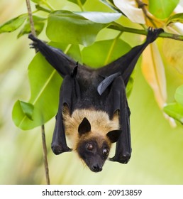 Fruit Bat (flying Fox) Hanging In Tree