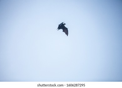 Fruit Bat Flying Over Meedhupparu Island In The Maldives At Christmas