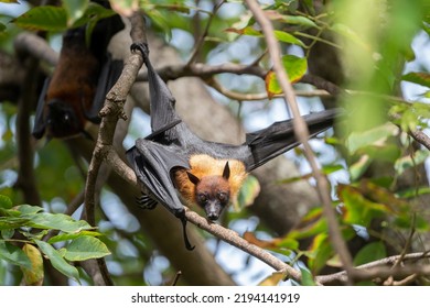 202 Fruit bat baby Images, Stock Photos & Vectors | Shutterstock