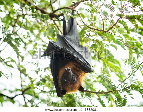 fruit
bat hanging on tree in forest. Lyle's flying
fox.