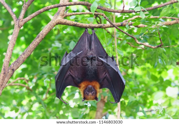 fruit\
bat hanging on tree in forest. Lyle\'s flying\
fox.