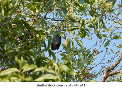 fruit bat hanging upside down on a brunch
