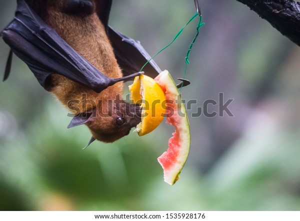 Fruit bat also known as flying fox\
hanging upside and down eating juicy orange and\
watermelon
