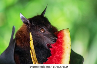 85 Pollen On Bat Images, Stock Photos & Vectors 