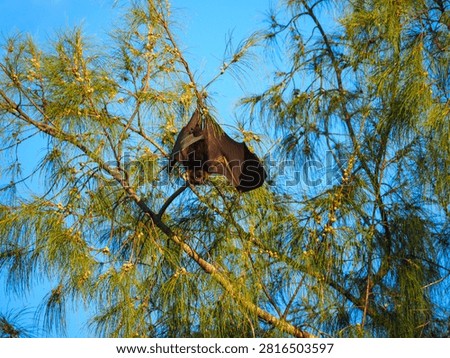 Fruit bat, a potential carrier of numerous zoonotic diseases like nipah virus, marburg virus, ebola, and rabies, hanging upside down from a tree branch