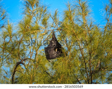 Fruit bat sleeping upside down in a tree, a zoonotic vector of various viral diseases and pathogens like nipah virus, marburg virus, ebola, and rabies
