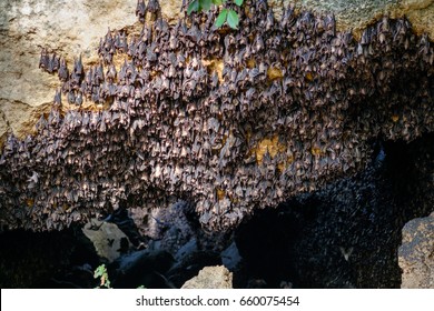 Fruit Bats Colony In Samal Island, Philippines