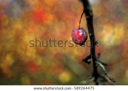 Similar – Image, Stock Photo Balls & Dots Winter