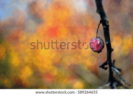 Image, Stock Photo Balls & Dots Winter