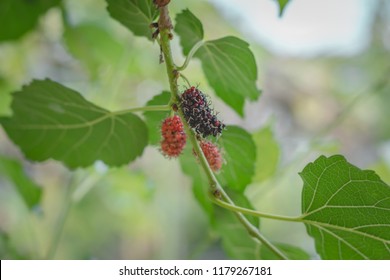 Fruit Black Mulberry Morus Nigra Stock Photo 1179267181 | Shutterstock