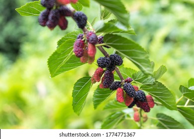 The fruit of black mulberry - mulberry tree. - Shutterstock ID 1774771367
