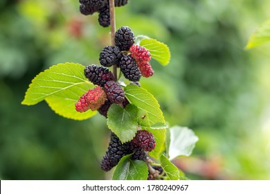 The Fruit Of Black Mulberry - Mulberry Tree.