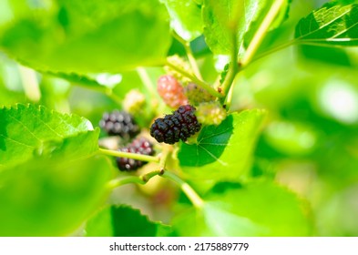 The Fruit Of Black Mulberry - Mulberry Tree.