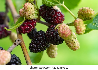 The Fruit Of Black Mulberry - Mulberry Tree